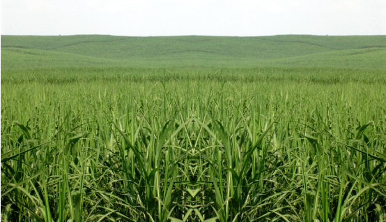 企业增效 农民增收 激活新引擎 耿马甘蔗节节高